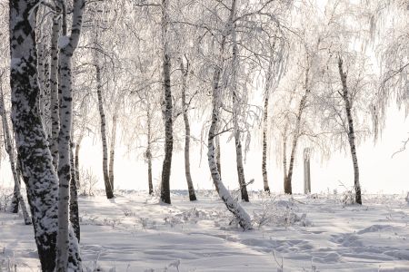 雪,植物,冰雪,自然风光,雪山,国外,树,俄罗斯