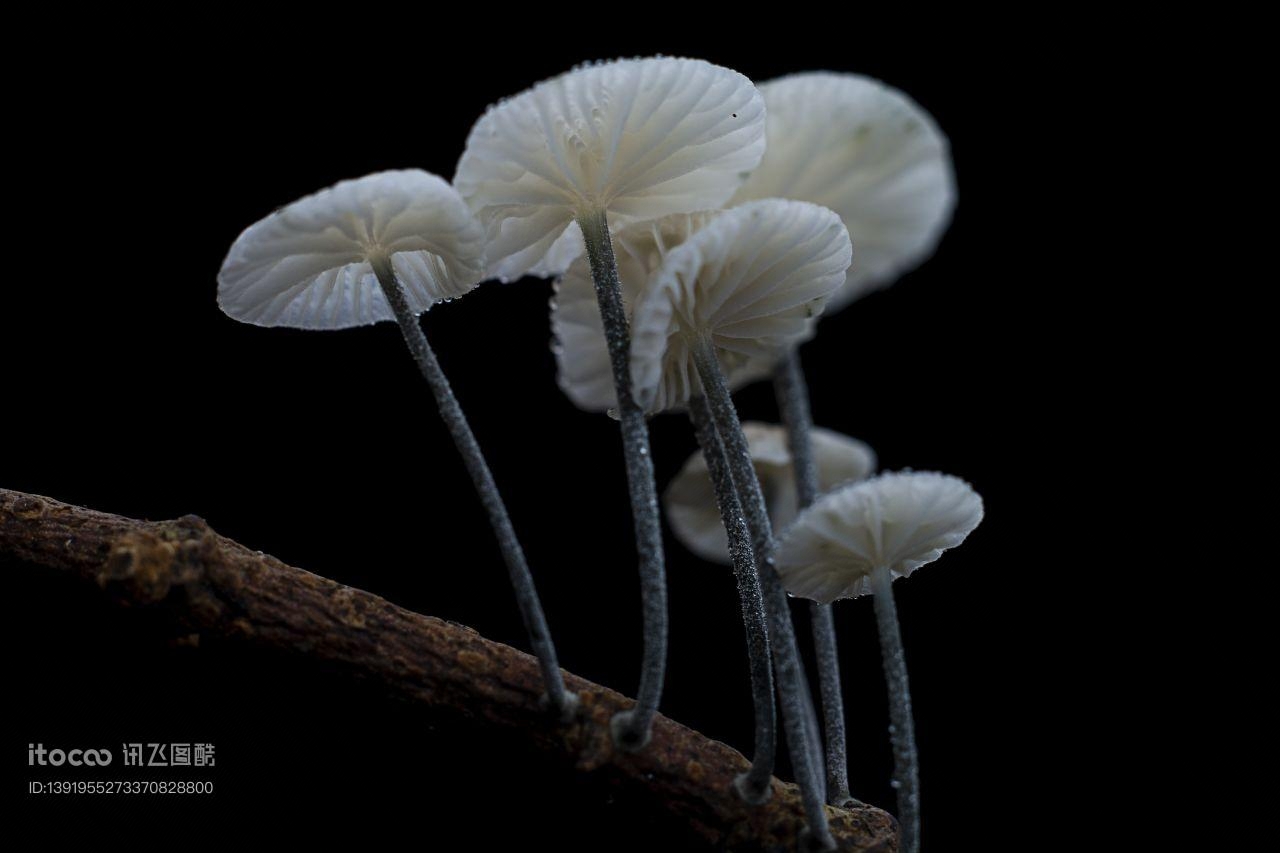 树木,蘑菇（块菌）,特写