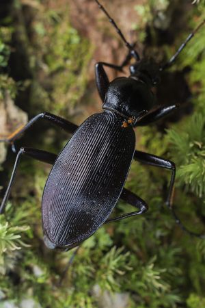 节肢动物,昆虫类,虫子,动物,生物,昆虫,特写
