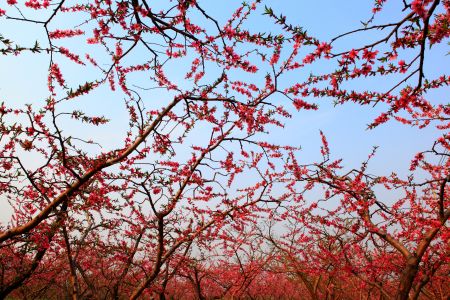 生物,植物,花,桃花,树木,平谷桃花节,中国,北京