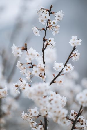 特写,植物,花,白色樱花,生物,自然风光