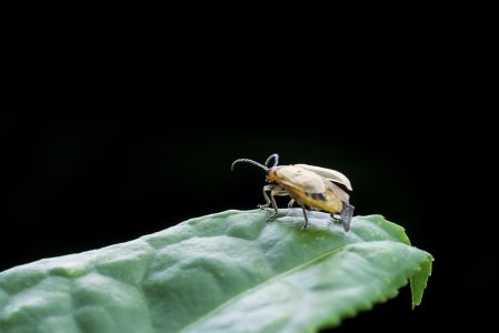 昆虫,节肢动物,动物,生物,微距,特写