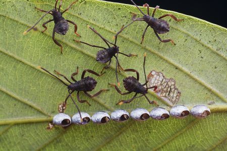 特写,虫卵,生物,动物,昆虫,植物,树叶