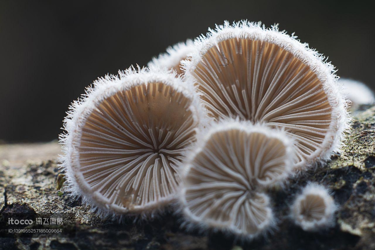 蘑菇（块菌）,真菌,蘑菇