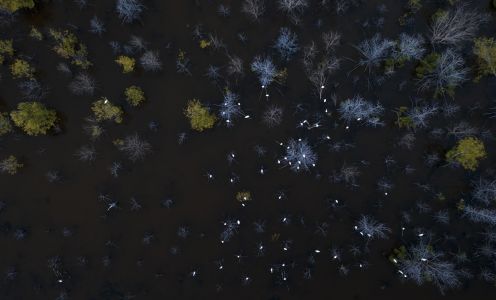 自然图像,自然,自然风光,生物,植物,树木