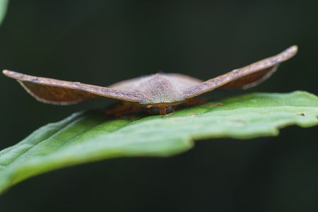 昆虫,节肢动物,动物,生物,特写
