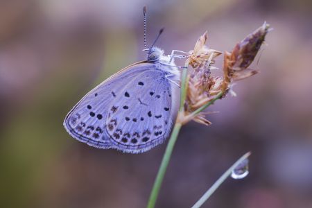 昆虫,生物,毛虫,节肢动物,昆虫类,动物,特写,微距