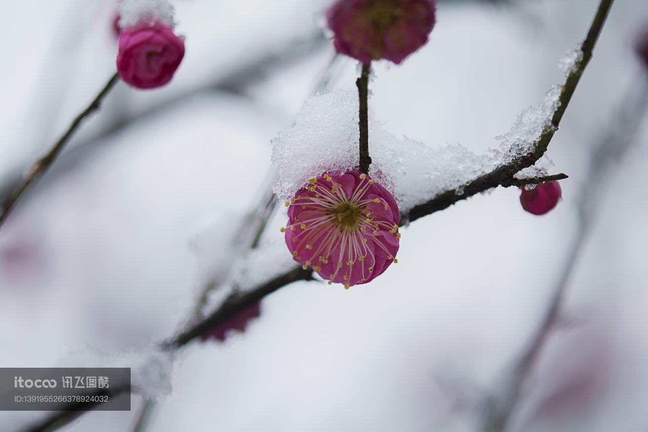 冬天,雪中红梅,生物