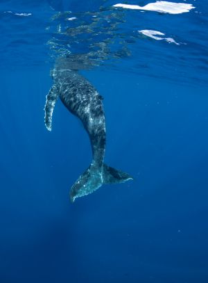 座头鲸 幼崽,海洋生物,动物,哺乳动物