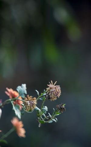 花,秋菊,自然风光,特写,植物