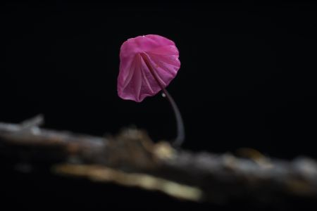 特写,黑色背景,生物,真菌,植物,蘑菇（块菌）,树枝