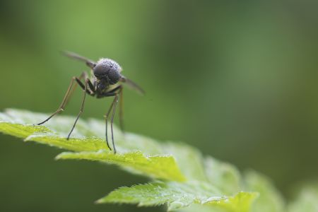 生物,昆虫,蝇,特写,动物,自然,户外,树叶,青草,环境,植物,田园风光