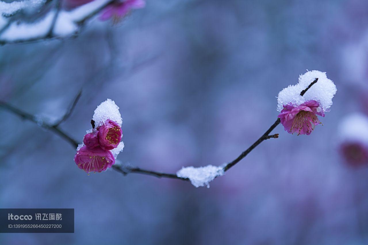 雪,花,雪中红梅