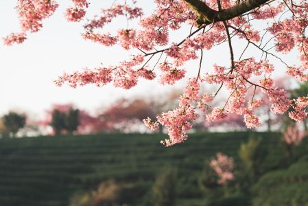 自然风光,花,植物