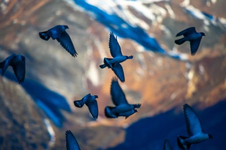 雪山岩鸽子,生物,自然风光,特写,鸟类