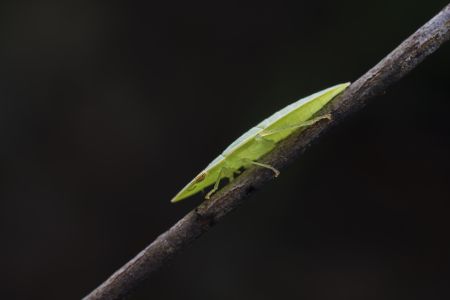 节肢动物,昆虫类,虫子,动物,生物,昆虫,特写