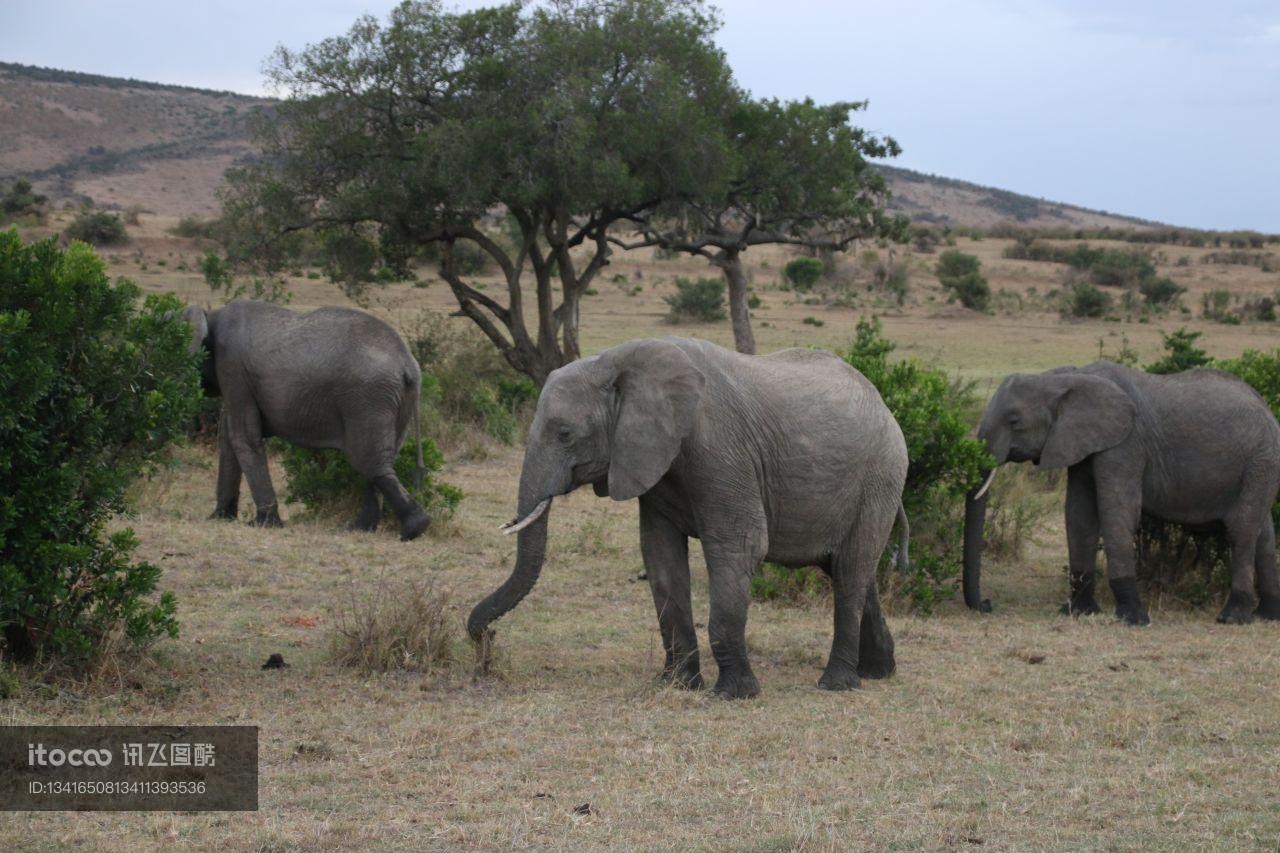 非洲象,肯尼亚,自然风光
