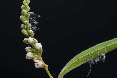 生物,动物,昆虫,特写,树叶,捕猎行为,幼虫,植物,户外,田园风光,季节,环境