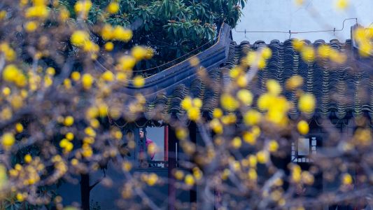 城镇,历史古迹,建筑,特写,植物,树木,花
