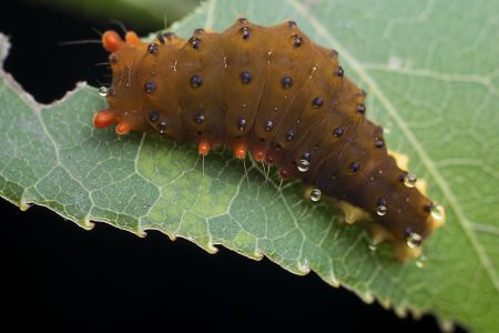 生物,昆虫,树叶,特写,动物,自然,户外,植物,环境,田园风光