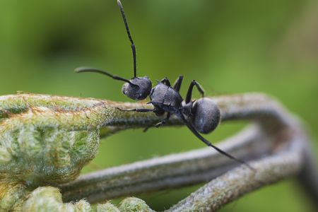 昆虫,节肢动物,虫子,昆虫类,动物,生物,特写