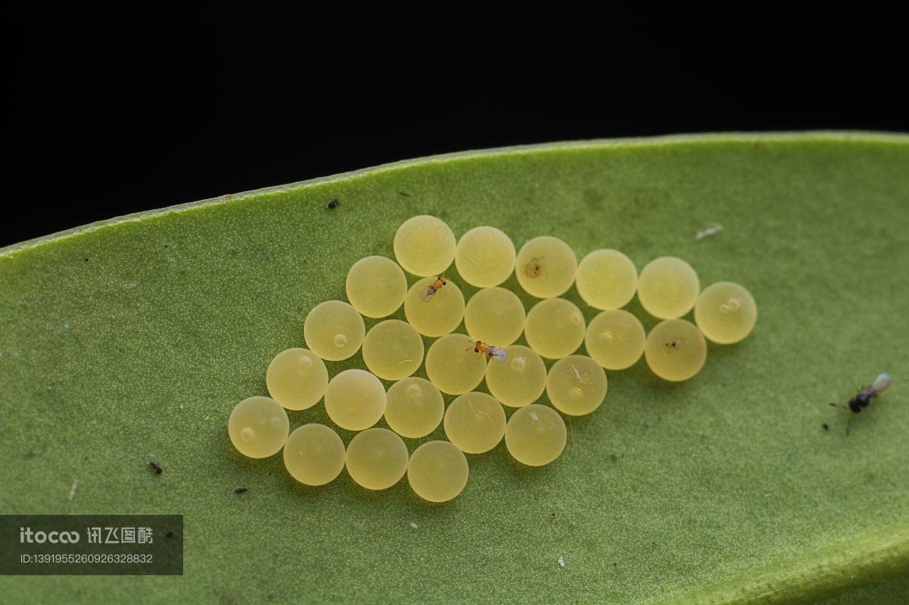 昆虫类,虫卵,生物