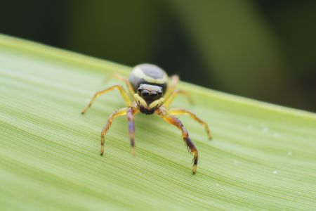 昆虫,节肢动物,虫子,动物,特写,昆虫类