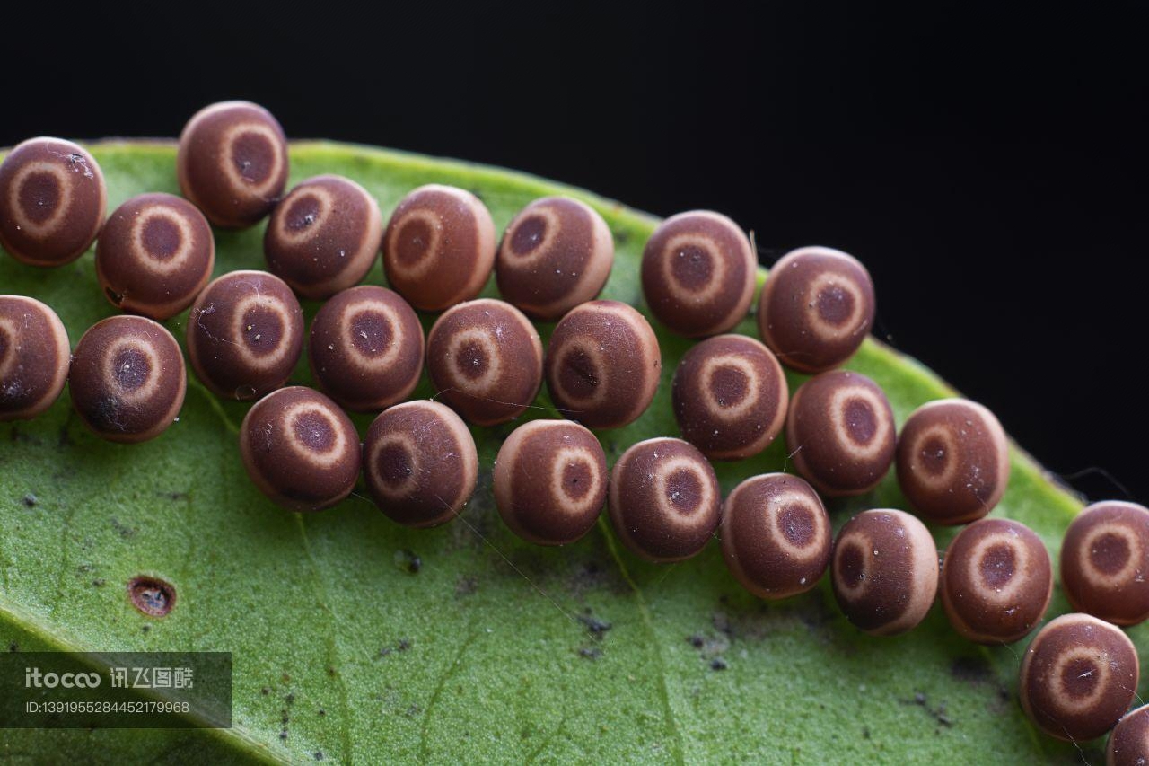 生物,昆虫,虫卵