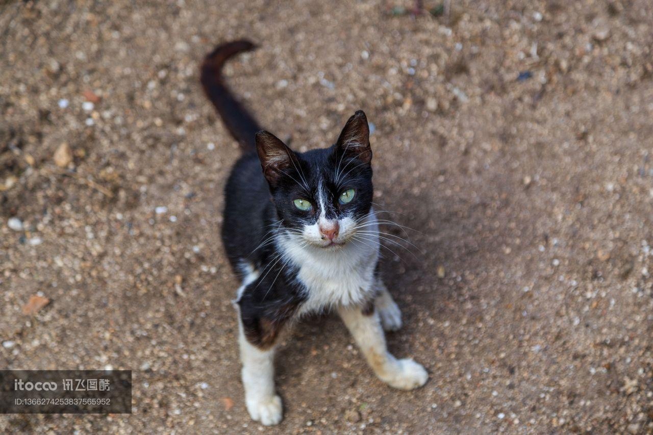 动物,猫,美国短毛猫