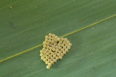 特写,虫卵,生物,植物,树叶,动物,昆虫