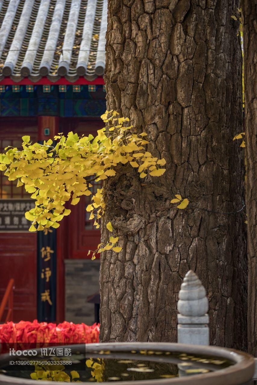 树干,中国,北京