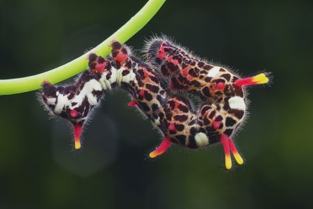昆虫,昆虫类,毛毛虫,动物,生物,特写,微距