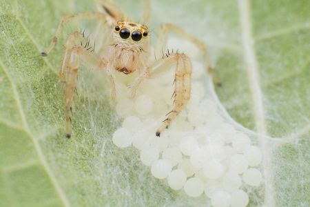 特写,虫卵,生物,动物,昆虫,植物,树叶