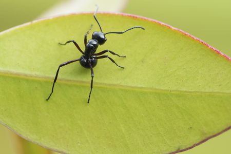 昆虫,节肢动物,动物,特写,微距,昆虫类