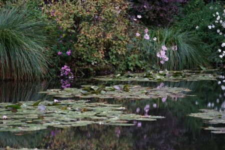 荷叶,荷花,自然风光,生物,湖泊