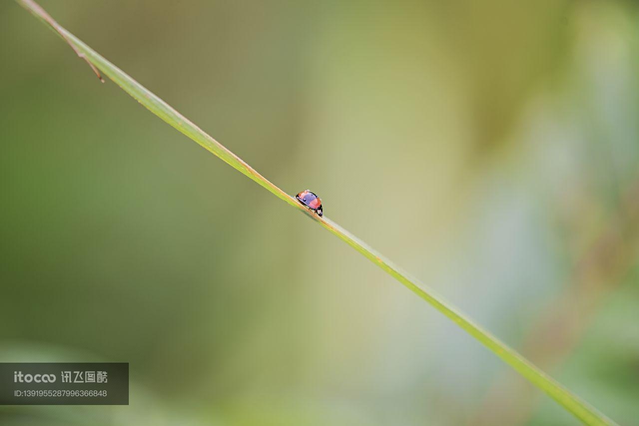 生物,昆虫,瓢虫