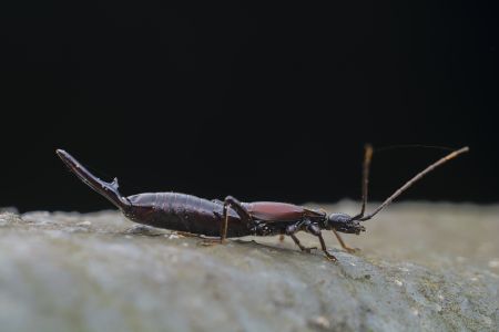 昆虫,节肢动物,动物,特写,微距,生物,昆虫类