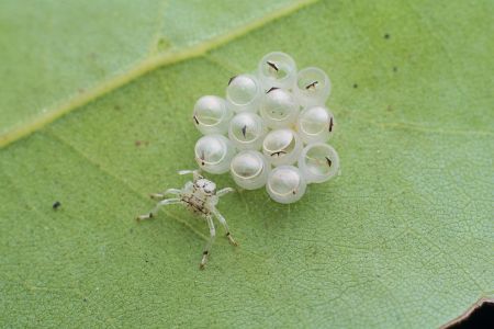 生物,动物,昆虫,树叶,特写,环境,植物,户外,田园风光,季节