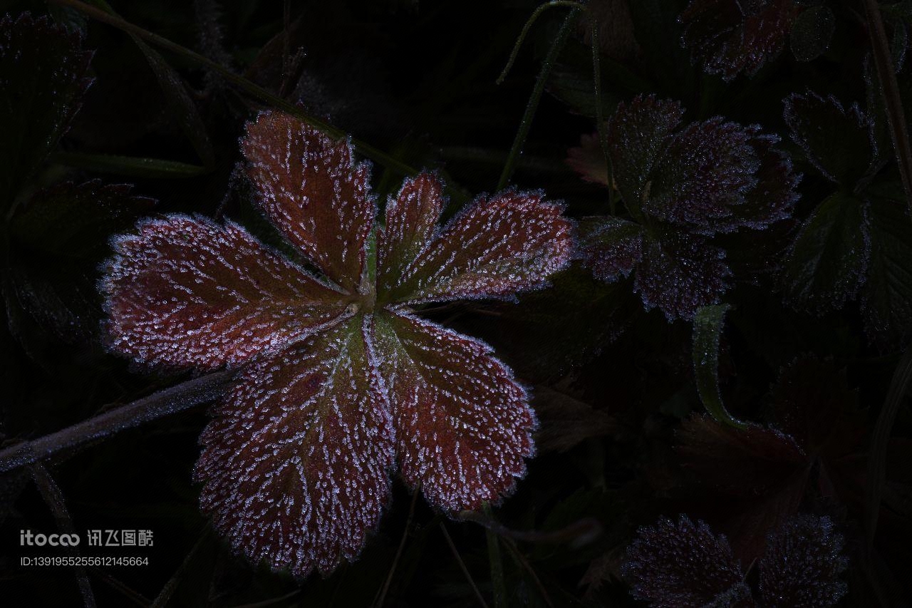 特写,生物,植物