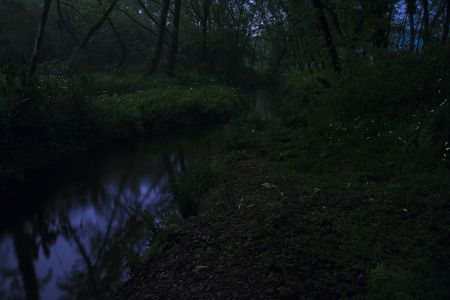 夜晚,植物,生物,森林,树木,湖泊