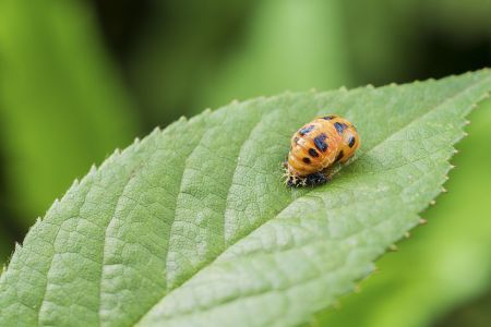 昆虫,节肢动物,昆虫类,特写,微距,动物,生物