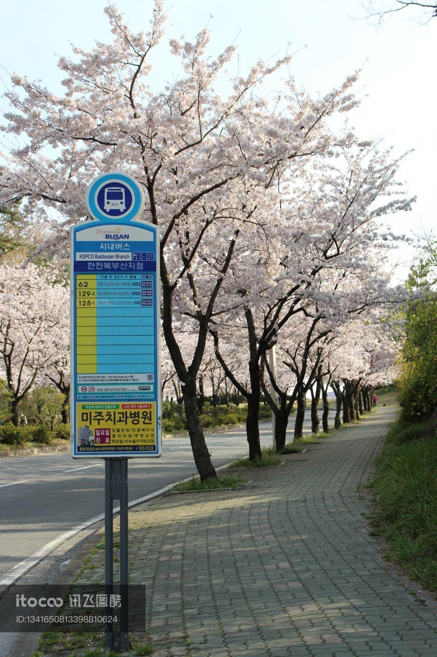 韩国,道路,花