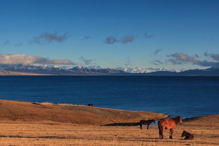 湖泊,自然风光,戈壁,雪山,马,动物