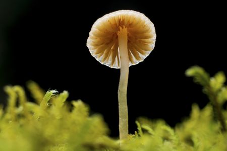 蘑菇（块菌）,特写,真菌,自然,户外,生物,植物,环境,树木