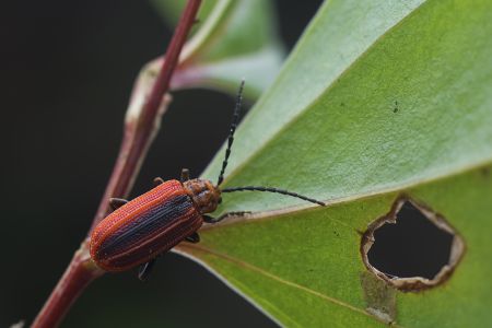 生物,昆虫,特写,动物,树叶,自然,户外,田园风光,植物,青草,环境