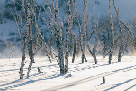 冰雪,树,桦木科,白桦,植物,自然风光,山川,森林