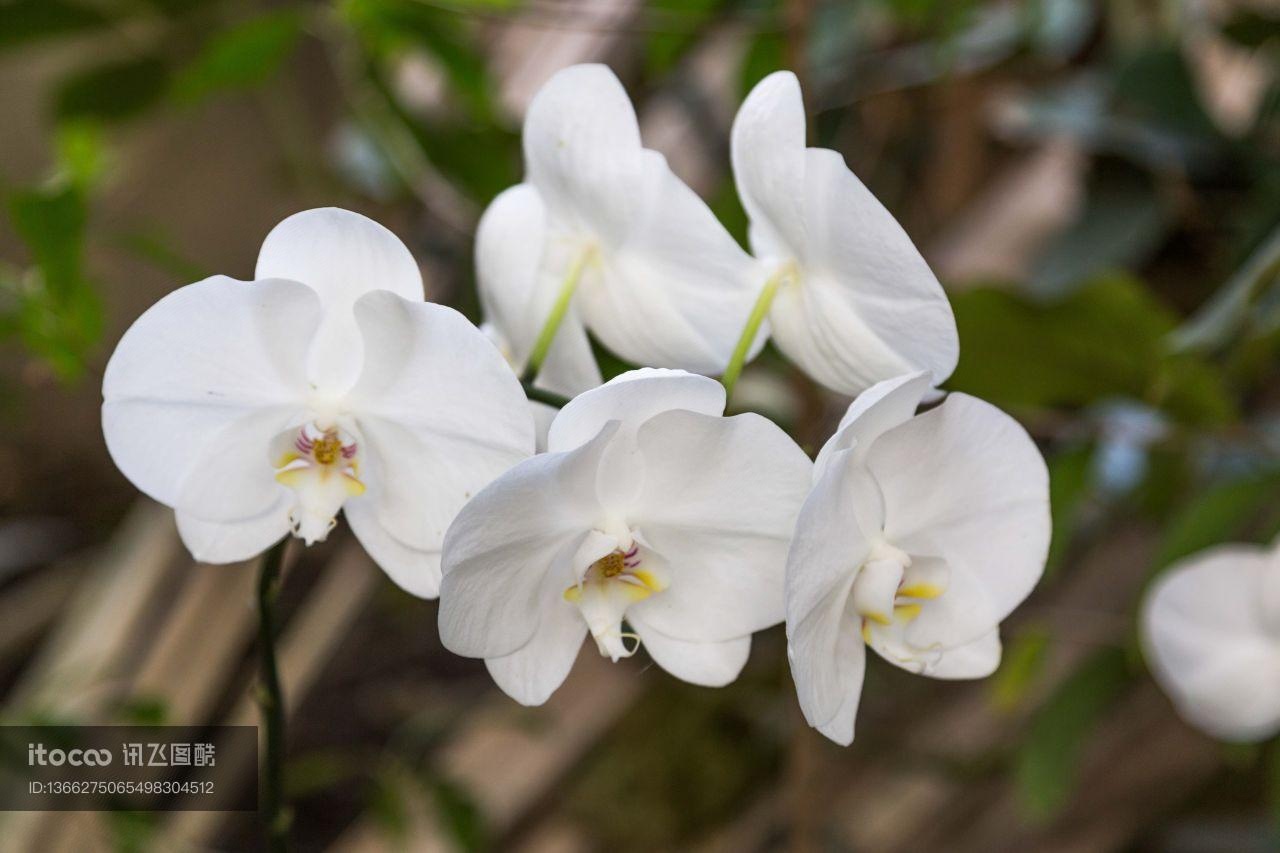 花,特写,生物