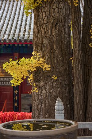 中国,北京,红螺寺,树,植物,寺庙,特写,树木,建筑,历史古迹,自然风光