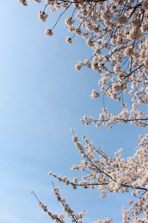韩国,花,春天,樱花,樱花盛开,自然风光,天空,树木,国外,仰拍,植物,生物