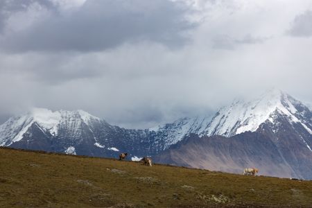 中国,四川,自然风光,川西,山峦,天空,雾,山川,草原,动物,植物,马